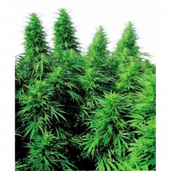 RUDERALIS SKUNK ®