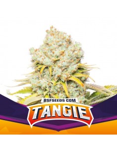 TANGIE