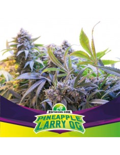 PINEAPPLE LARRY OG