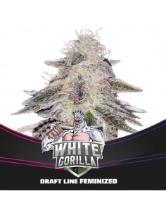 WHITE GORILLA