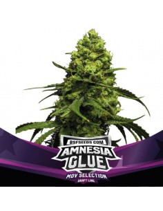 AMNESIA GLUE