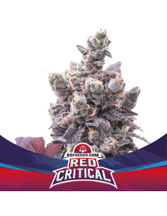 RED CRITICAL