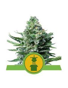 ROYAL JACK AUTO