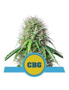 ROYAL CBG AUTO