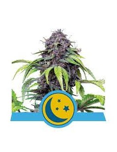 PURPLEMATIC CBD