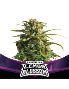 LEMON BLOSSOM