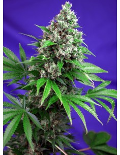 KILLER KUSH F1 FAST VERSION