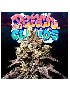 PEACH CLOUDS FEMINIZADA