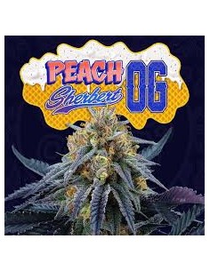 PEACH SHERBERT OG FEMINIZADA