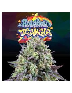 RAINBOW TRIANGLE FEMINIZADA