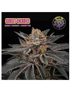 SUNSET CHERRIES FEMINIZADA