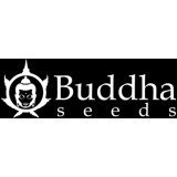 BUDDHA SEED