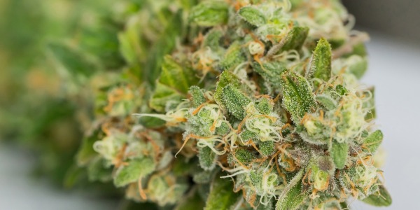 Tricomas qué son y por qué son importantes en el cannabis | Cañamazo