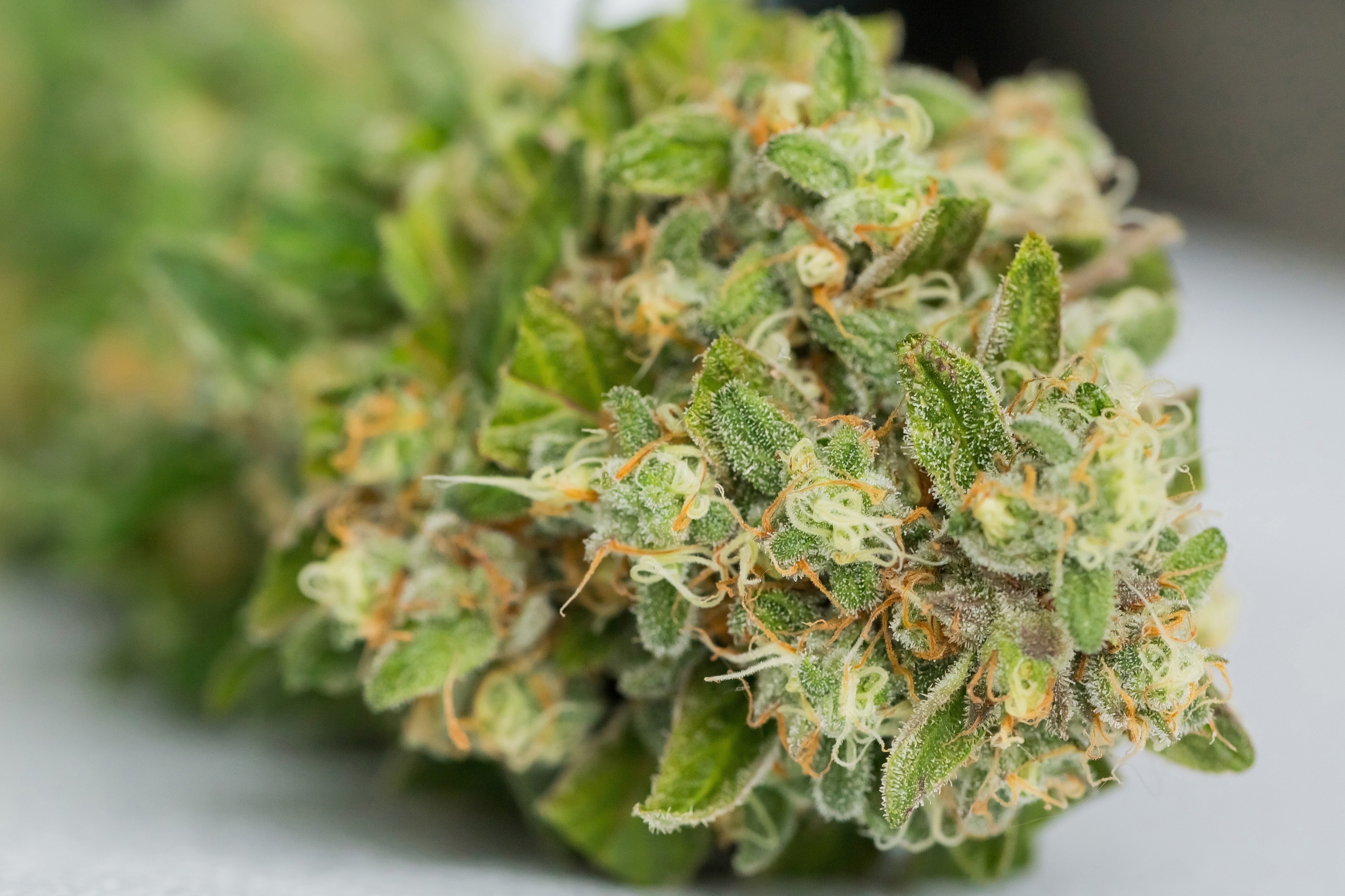 Tricomas qué son y por qué son importantes en el cannabis | Cañamazo